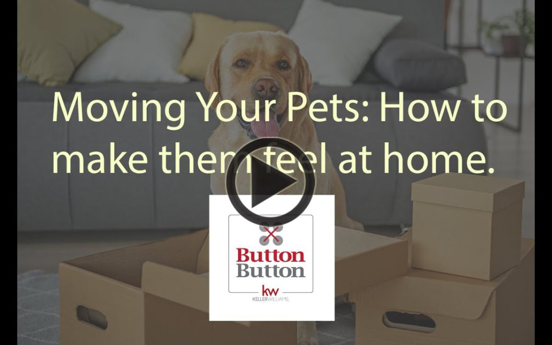 Moving Your Pets: How to make them feel at home.